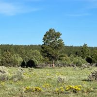 Hunting Ranch with Wooded Acreage in Northern New Mexico images 3