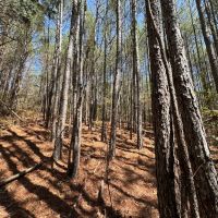 62.5 Acres in Kemper County MS images 2