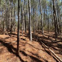 62.5 Acres in Kemper County MS images 3