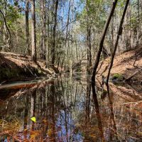 62.5 Acres in Kemper County MS images 4