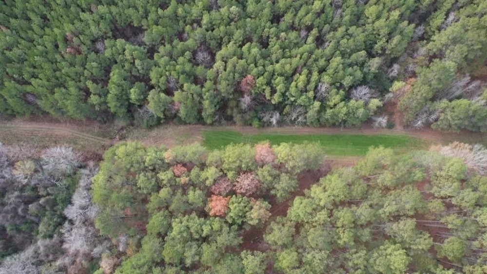 Hunting Land for Sale in Amite County featured image
