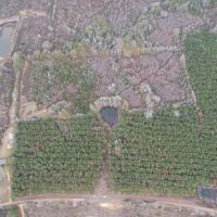 Hunting Land for Sale in Amite County images 5