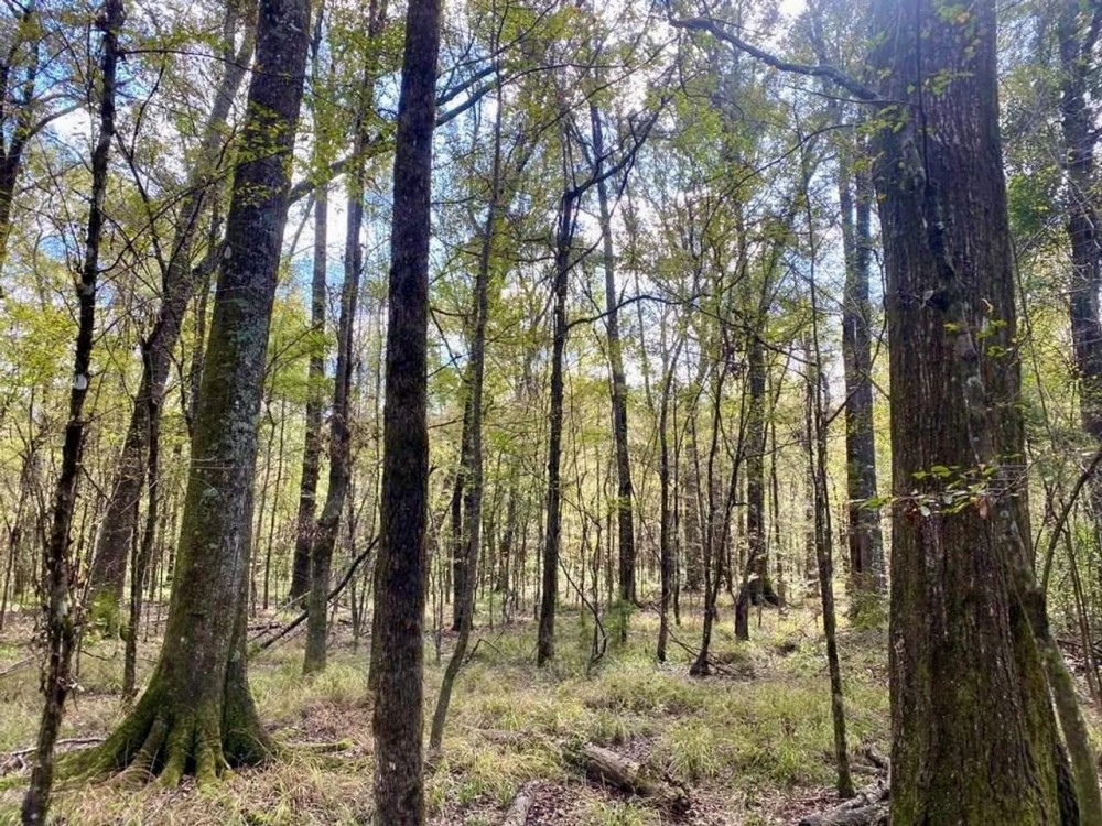 Turnkey 109 Acres for Sale in Clinton LA featured image