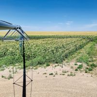 Melcher Irrigated Farm For Sale images 1