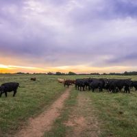 White Oak Cattle East Ranch images 1