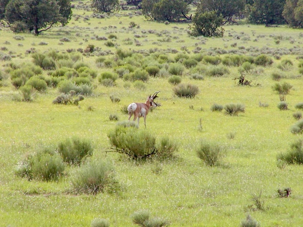 A Lazy A Ranch featured image