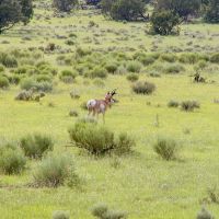 A Lazy A Ranch