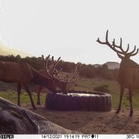 A Lazy A Ranch images 3