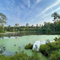 82 Acres Hunting Timberland for Sale South AR