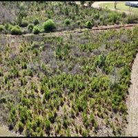 33.5 Acres in Neshoba County in Philadephia MS images 2