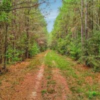 685 Acres Leaf Riverfront Land for Sale Covington Co. MS images 5