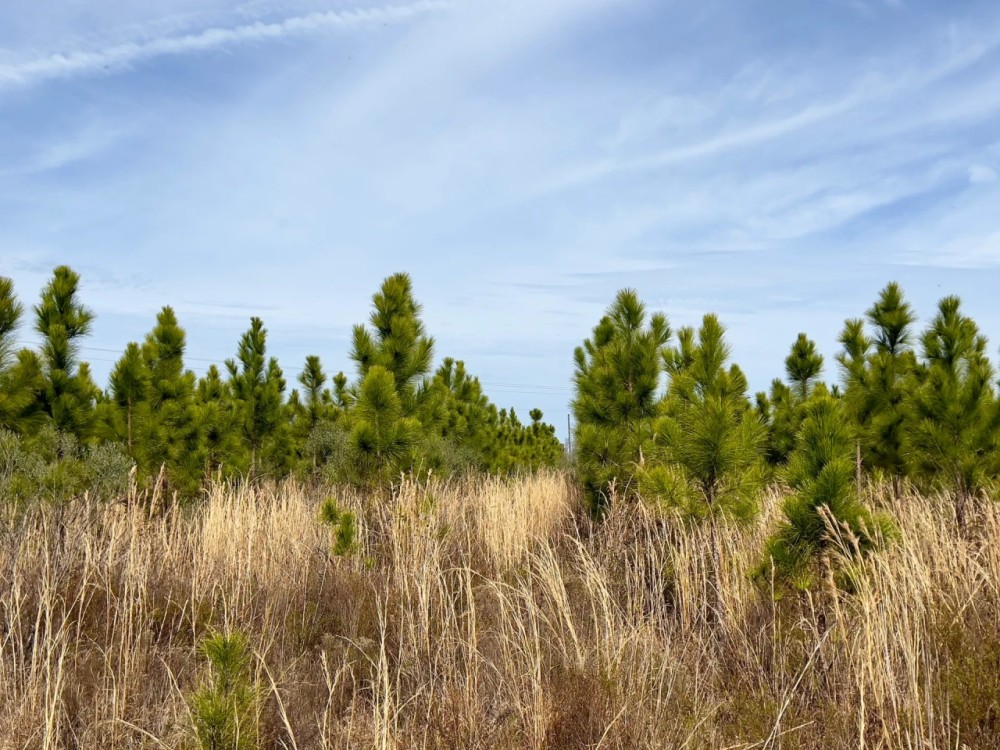 52.6 Ac Timber amp Hunting North FL featured image