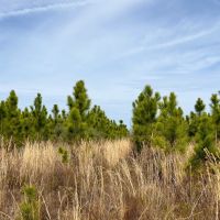 52.6 Ac Timber amp Hunting North FL