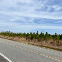 52.6 Ac Timber amp Hunting North FL images 2