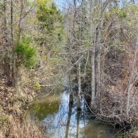52.6 Ac Timber amp Hunting North FL images 3