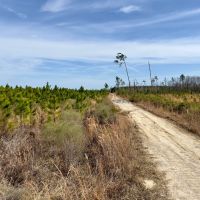 52.6 Ac Timber amp Hunting North FL images 4