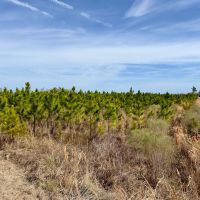 52.6 Ac Timber amp Hunting North FL images 5