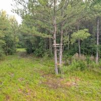 156 Acres for Sale Hunting Land in Pearl River County MS images 3