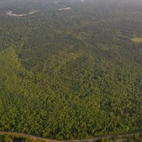 156 Acres for Sale Hunting Land in Pearl River County MS images 5