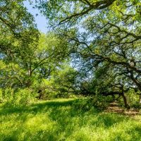 2 856 Acre Brazos River Ranch images 4
