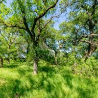 2 856 Acre Brazos River Ranch images 5