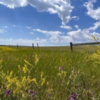 Moorcroft Acreage