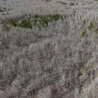 550 Acre Hunting Property w Camp Ouachita River images 4