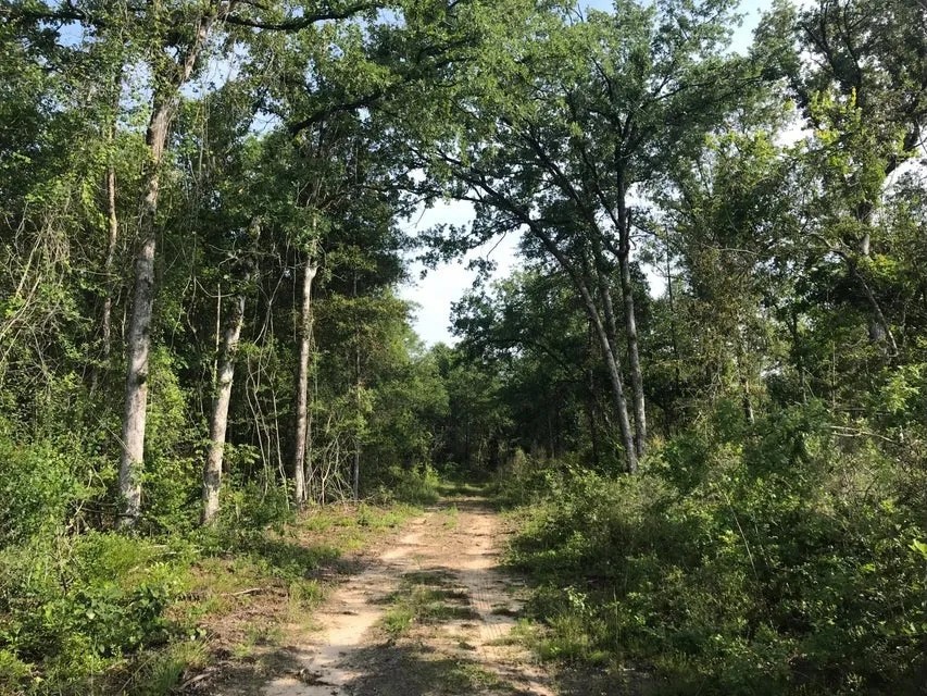 80 Acres Perry County MS Hunting Land for Sale featured image