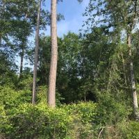 80 Acres Perry County MS Hunting Land for Sale images 2