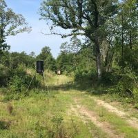 80 Acres Perry County MS Hunting Land for Sale images 4