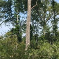80 Acres Perry County MS Hunting Land for Sale images 5