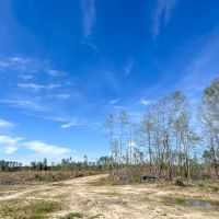 143 Acres County Road 443 images 4