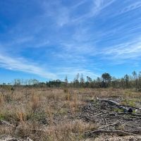 143 Acres County Road 443 images 5