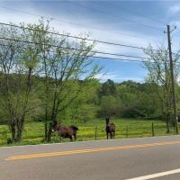 Land Tract Without Restrictions For Sale in Northwest GA images 4
