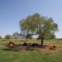 64.31 Acres in Milam County images 2