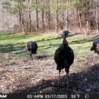 Smith Fork 67 images 2