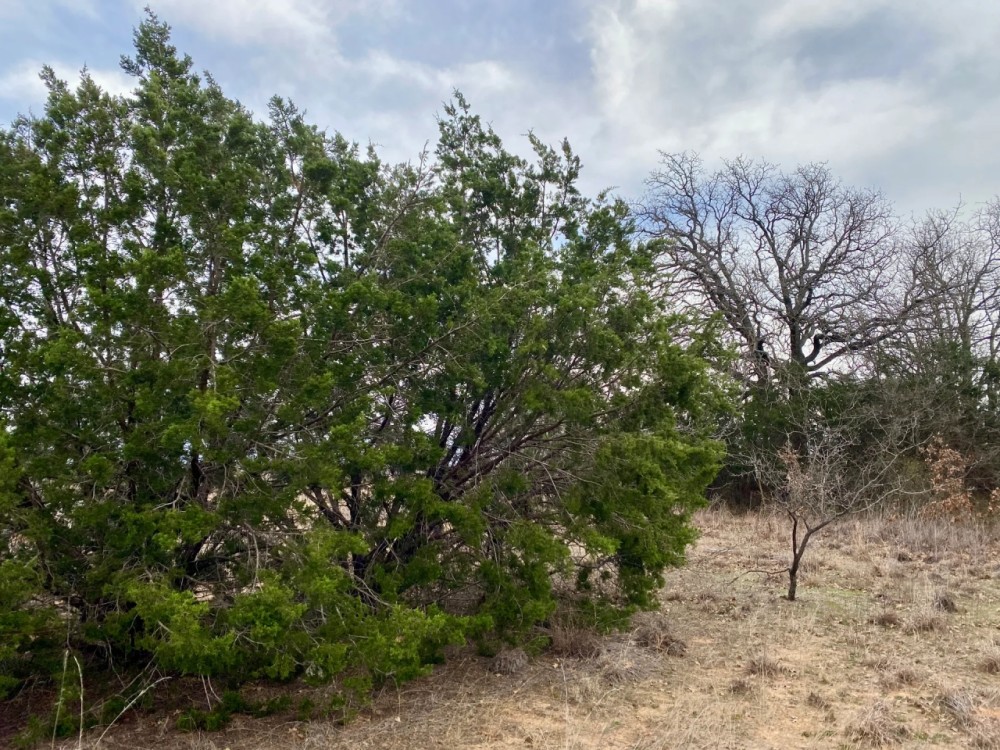 New Listing 13.9 - Acres Callahan County featured image