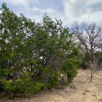 New Listing 13.9 - Acres Callahan County images 1