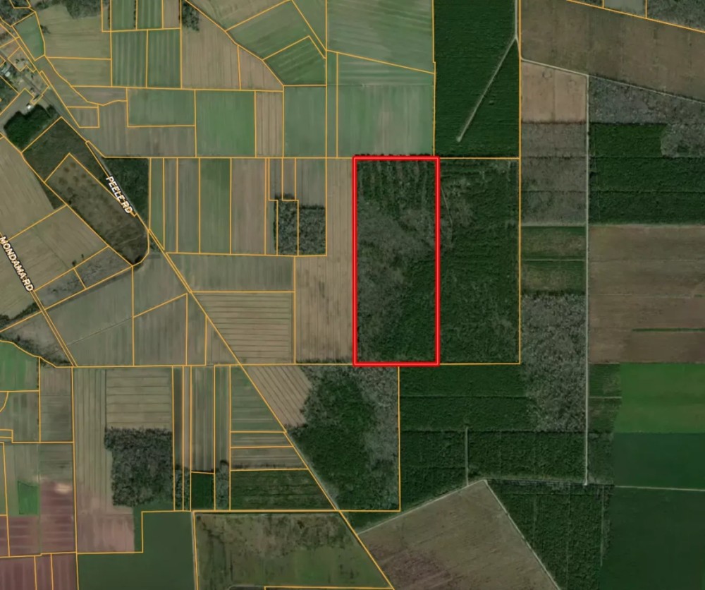 146-Acre Prime Hunting Timber Land for Sale in Beaufort Co. NC featured image