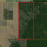 146-Acre Prime Hunting Timber Land for Sale in Beaufort Co. NC images 2
