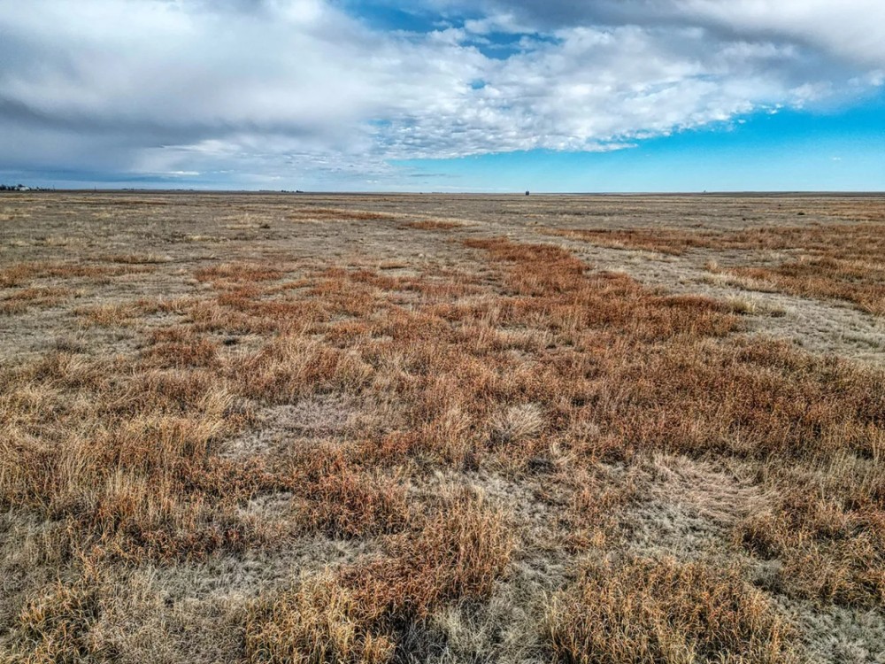 Roland Thompson CRP featured image
