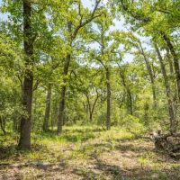 10.01 Acres in Milam County images 3