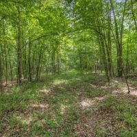 150 Acres Land for Sale Jefferson County MS images 5