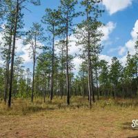 200 - Acres Luther Carter Road Forrest County MS Petal MS Area images 3