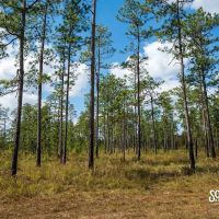 200 - Acres Luther Carter Road Forrest County MS Petal MS Area images 4