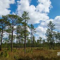 200 - Acres Luther Carter Road Forrest County MS Petal MS Area images 5