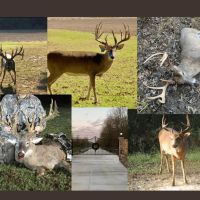 360 - Acres High Fence Land for Sale North Louisiana images 2
