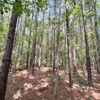 10.5 Acres in Perry County MS images 3