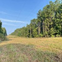 38 Acres Hunting Timberland for Sale Huttig AR