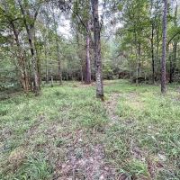 38 Acres Hunting Timberland for Sale Huttig AR images 4